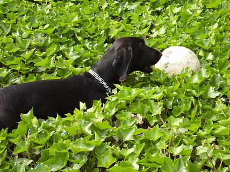 Blanding af racer Trofast aka. "Rufas" - Det kan godt være svært at famge bolden når man ikke er større...  billede 8