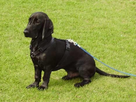 Blanding af racer Trofast aka. "Rufas" - Sidder lige og holder øje med ænderne... Har lige været ude og svømme - derfor er jeg helt våd  billede 9