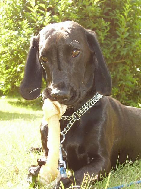 Blanding af racer Trofast aka. "Rufas" - guf :o)  billede 10