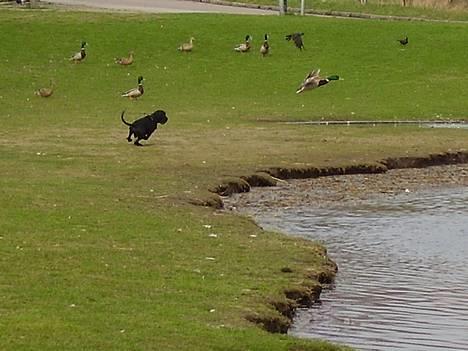 Blanding af racer Trofast aka. "Rufas" - De er så svære at fange de ænder... billede 11
