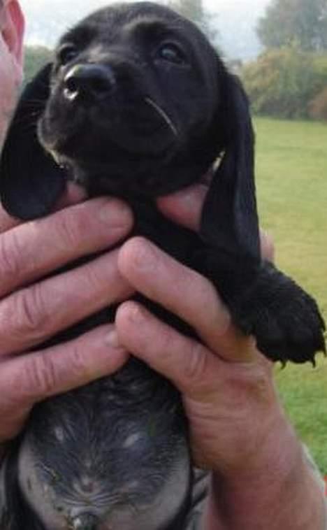 Blanding af racer Trofast aka. "Rufas" - Ikke størrer end tobak for en skilling :o) billede 12