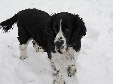 Engelsk springer spaniel Mirocchi (Louis) - Gået bort billede 11