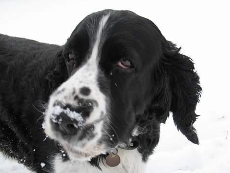 Engelsk springer spaniel Mirocchi (Louis) - Gået bort - Uf, det sne er koldt....! billede 12