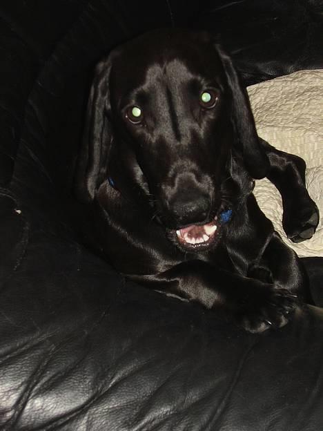 Blanding af racer Trofast aka. "Rufas" - Hejsa med jer  billede 13