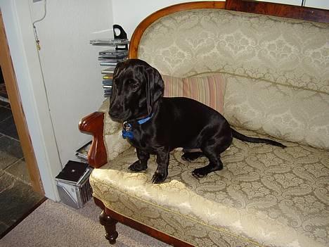 Blanding af racer Trofast aka. "Rufas" - Hmmm... må man godt sidde i sofaen?? billede 14