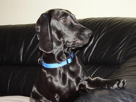 Blanding af racer Trofast aka. "Rufas" - Holder lige øje med rotterne  billede 15