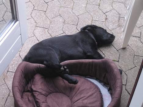 Labrador retriever Brårup´s Prins Pavlos - Ups.. Ved siden af.. billede 19