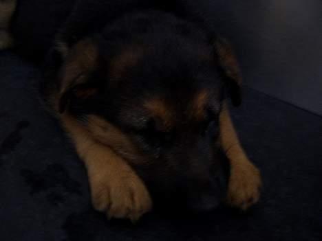 Schæferhund Sandra - Igen ca. 4 mdr. billede 4