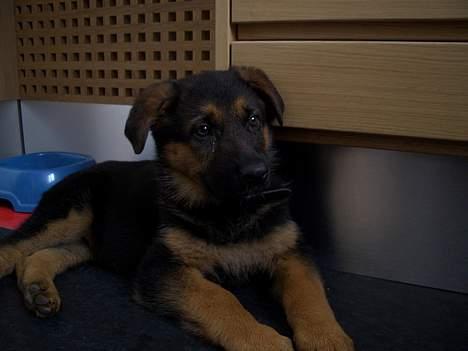 Schæferhund Sandra - :) billede 5