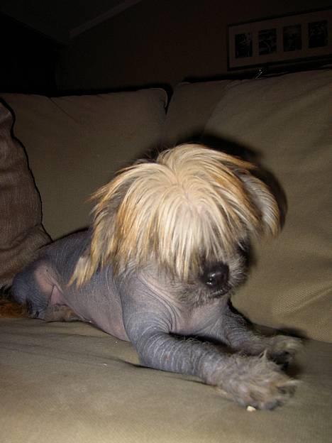 Blanding af racer Carlo - hey hov hvem har slukket lyset billede 16