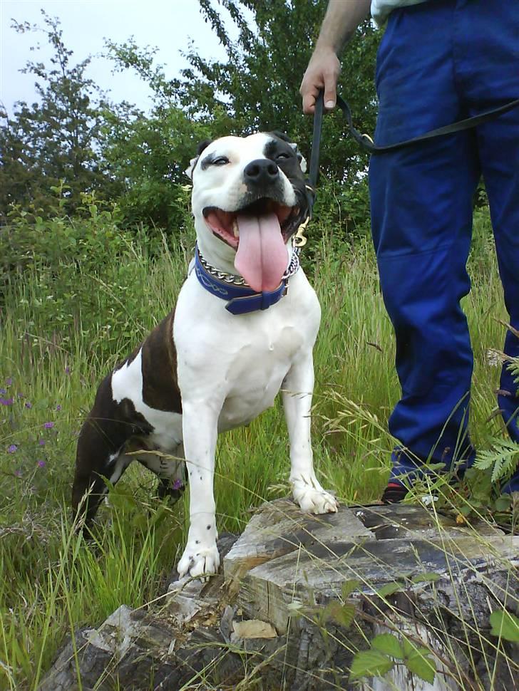 Amerikansk staffordshire terrier Fenja - Flapøret billede 1
