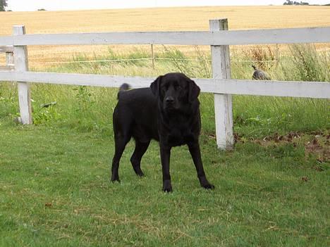 Labrador retriever Oliver billede 1