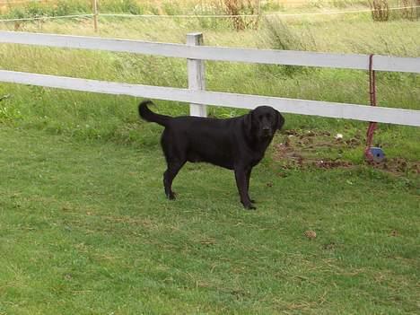 Labrador retriever Oliver billede 2