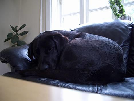 Labrador retriever Oliver - Bare lige 5 min mere billede 3