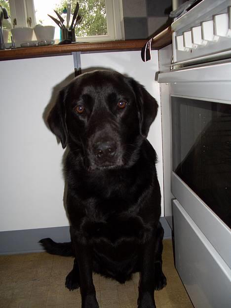 Labrador retriever Oliver - Skal jeg ikke snart ha mad jeg er lige ved at dø af sult.. billede 4