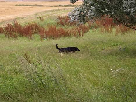 Labrador retriever Oliver - Jeg tror at jeg har lagt mit ben her et sted.. billede 5