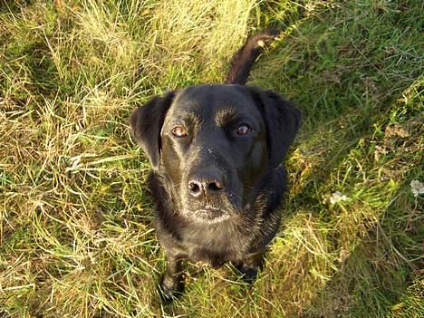 Labrador retriever Oliver - Hej billede 6