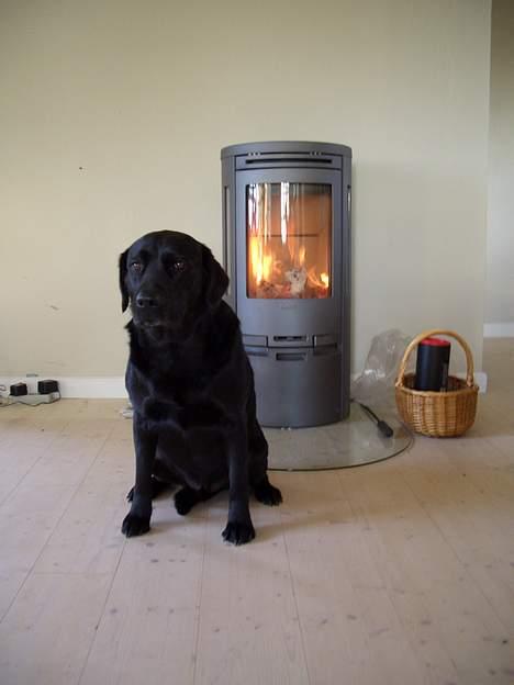 Labrador retriever Oliver billede 7