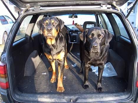 Labrador retriever Oliver - skal vi ikke snart køre en tur?? billede 8