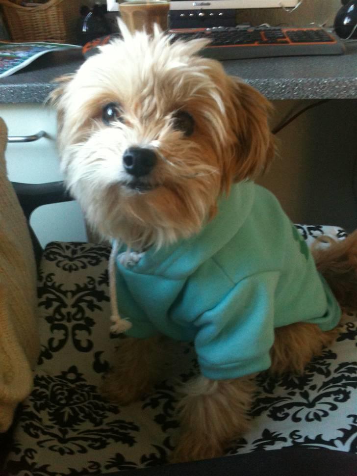 Blanding af racer NUSER - se min nye trøje... billede 9