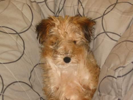 Blanding af racer NUSER - I kan ikke se mig!! billede 10