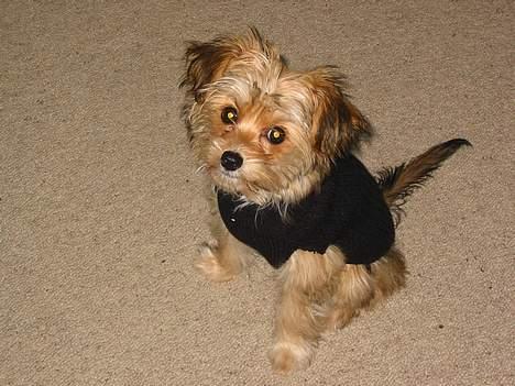 Blanding af racer NUSER billede 11