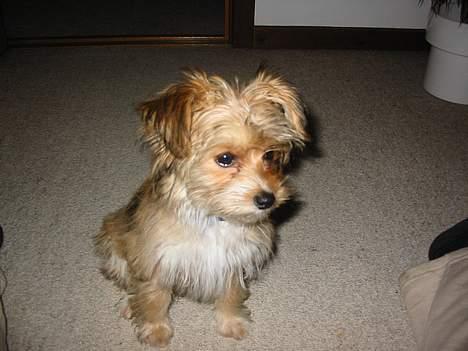 Blanding af racer NUSER billede 12