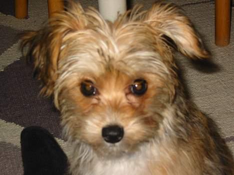 Blanding af racer NUSER billede 13