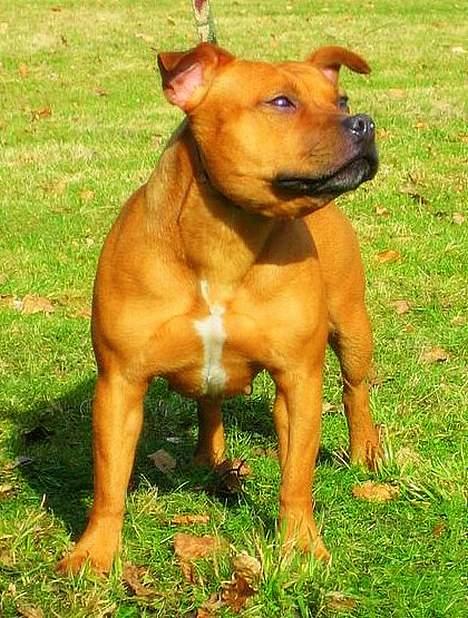 Staffordshire bull terrier "Honey" R.I.P - Honey Nyder solens ståler:) billede 19