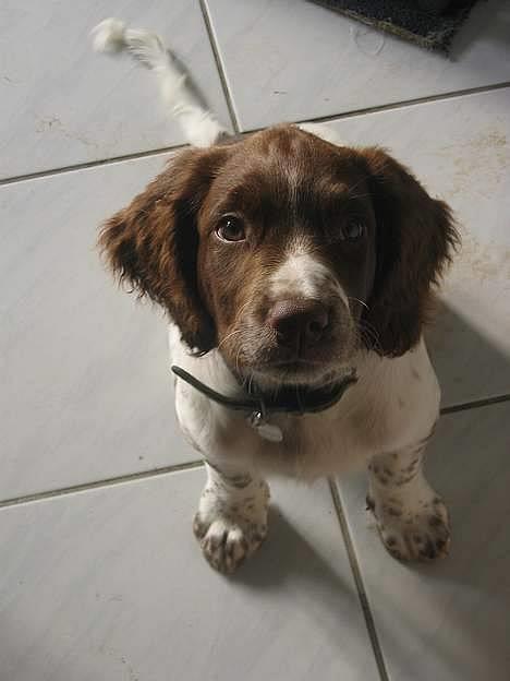 Field Trial spaniel Jason - Jason 13 uger billede 1