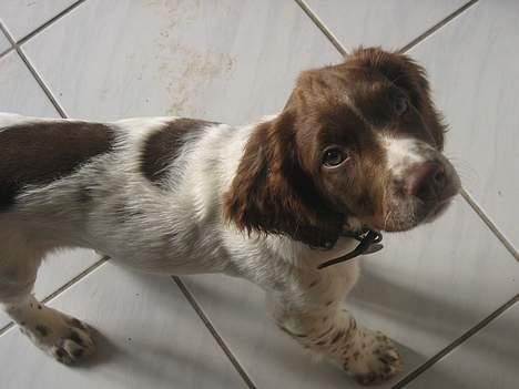 Field Trial spaniel Jason - Jason 13 uger billede 2