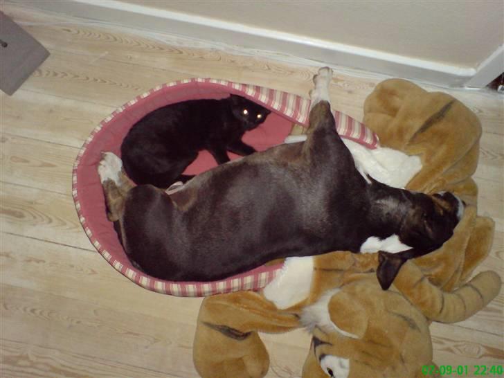 Bullterrier miniature   tazz - Tazz og Herkules ligger i katte kurven:-) billede 17