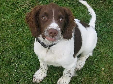 Field Trial spaniel Jason - Jason 16 uger billede 3