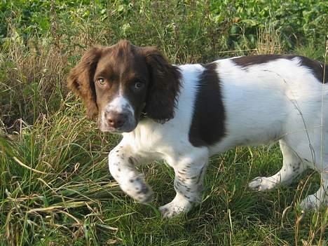 Field Trial spaniel Jason - Jason 16 uger billede 4