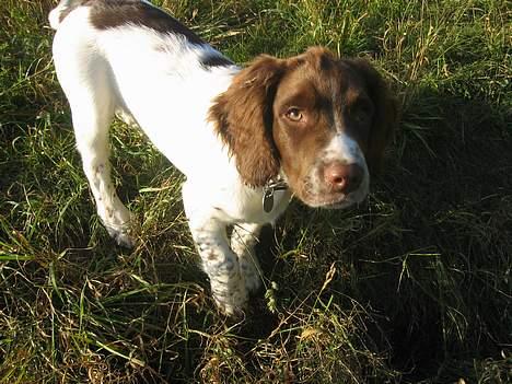 Field Trial spaniel Jason - Jason 16 uger billede 5