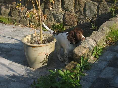 Field Trial spaniel Jason - "Så de mon, jeg lige nappede i mors blomster..?" (Jason 13 uger) billede 6