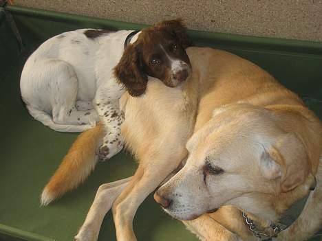 Field Trial spaniel Jason - Jason (13 uger) med sin bedste ven Rolf (14 år) - Jason ææælsker at putte med Rolf :) billede 7