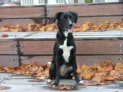 Blanding af racer Amanda - Jamen skal man sige meget mere. hun er sku smuk.  billede 1