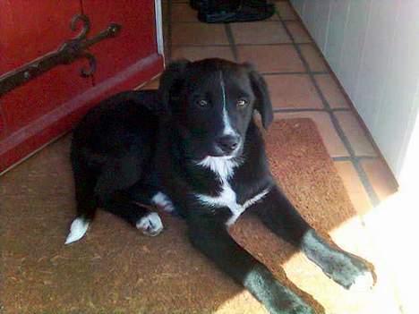 Blanding af racer Amanda - 2. dag vi havde Amanda, da er hun kun 9 uger og 2 dage gammel. =)  billede 2