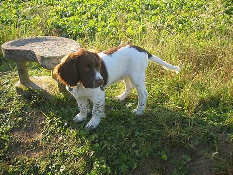 Field Trial spaniel Jason billede 8