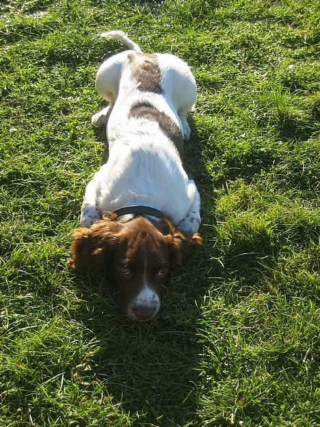 Field Trial spaniel Jason billede 9