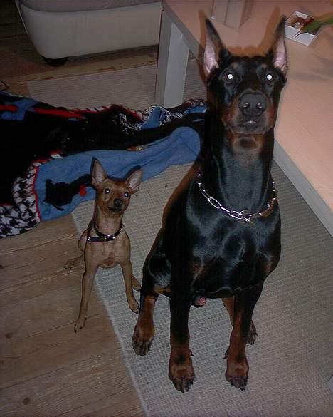 Dobermann Cobra billede 9