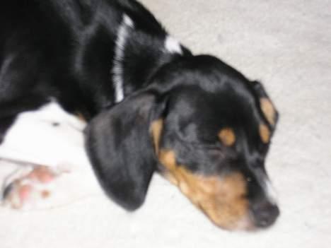 Blanding af racer Mille billede 1