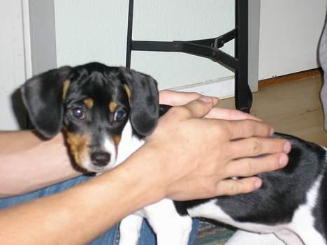 Blanding af racer Mille billede 2