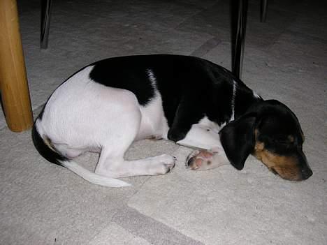 Blanding af racer Mille billede 3