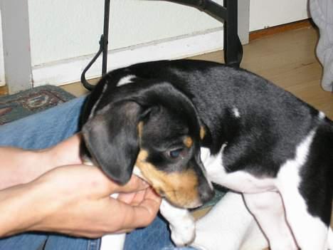 Blanding af racer Mille billede 5