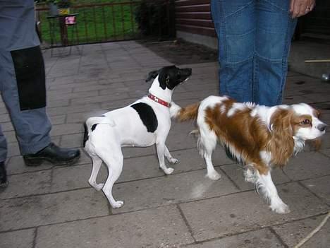 Blanding af racer Mille - det er far og mor. billede 7