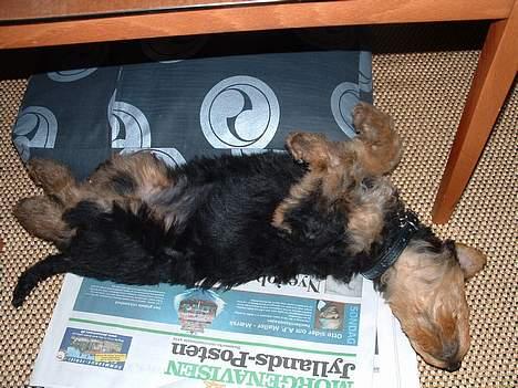 Airedale terrier emma - Emma slapper af oven på en go´ aften avis :) billede 10