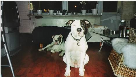 Amerikansk bulldog mobi - mobi tager en slapper og chica er klar til foto billede 8