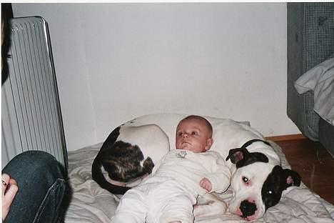 Amerikansk staffordshire terrier chica - det er bare hygge billede 8